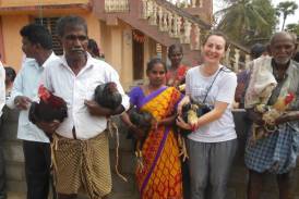 Galleria The Gift of buffaloes, Caprette, Roosters and Hens