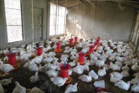 Galleria The Gift of buffaloes, Caprette, Roosters and Hens