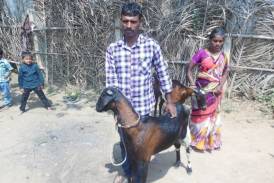 Galleria The Gift of buffaloes, Caprette, Roosters and Hens