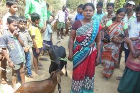 Galleria The Gift of buffaloes, Caprette, Roosters and Hens